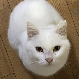 （里親様決定）初対面でもナデナデOK女の子