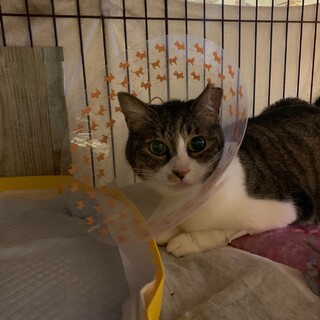 骨折治療中　えり