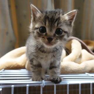 とにかく可愛い★キジトラ男の子★1か月★