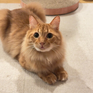 撫で撫で大好き！陽気な中毛茶トラボーイ