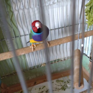 祖父の入院のため、里親募集です！