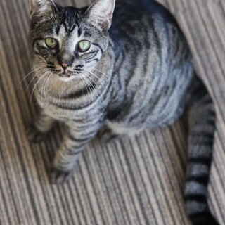 エイズキャリア　キジトラ　タオちゃん里親様募集