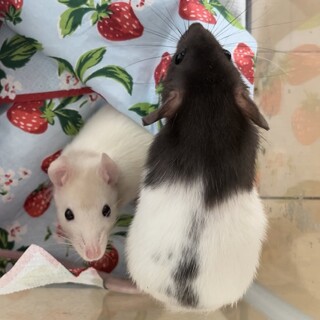 ファンシーラット（メス３匹）