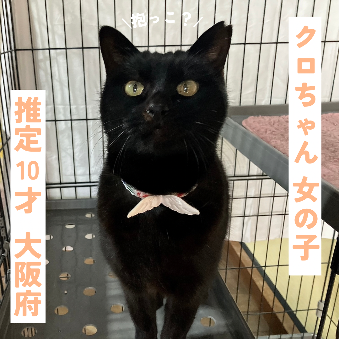 抱っこも大好きな甘えん坊さん サムネイル2