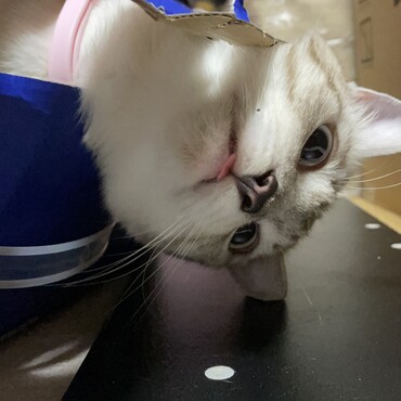 箱で遊びます