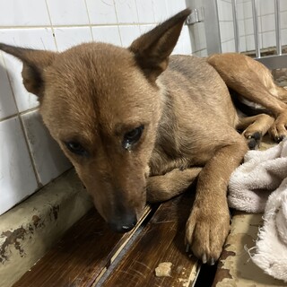 殺処分対象❗️収容期限12/11迄❗️延長なし