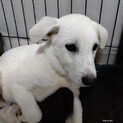 5ヶ月の雑種の男の子　ミルクくん