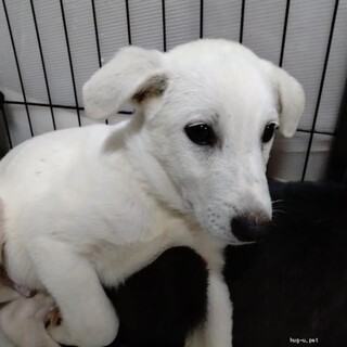 5ヶ月の雑種の男の子　ミルクくん