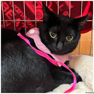 里親決定。避妊済み黒猫みかちゃん1歳