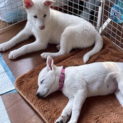 マシュー&ジョルノ　トライアルです！