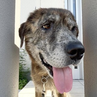 秋田犬、ラブミックスのデンくん　家族を募集中です！