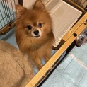 ポメラニアン6歳の男の子です！