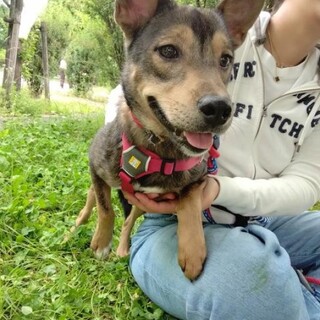 1歳の雑種の女の子　ベルちゃん