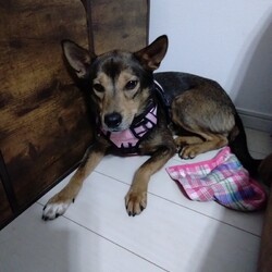 ベルちゃん　トライアルです！