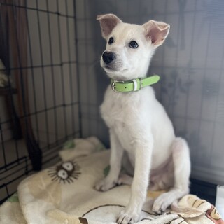 おとなしく控えめな男の子、家族を探してます