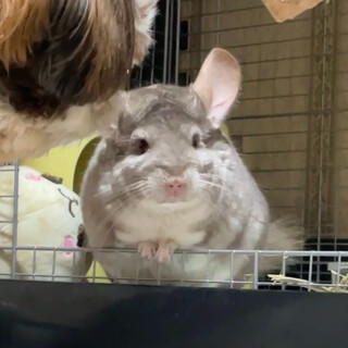 チンチラ♂ふわふわでまんまるしてて可愛い！♡