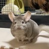 チンチラ♂ふわふわでまんまるしてて可愛い！♡ サムネイル2