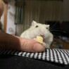 はまむる