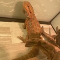 【里親様決まりました】フトアゴヒゲトカゲ