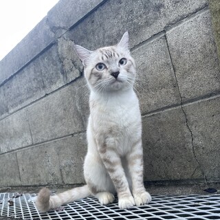 シャムトラ 推定1歳 甘えん坊でヤンチャ