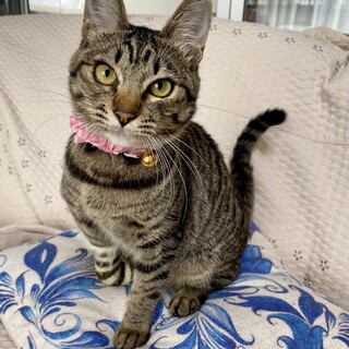 ニンマリ笑顔の癒し猫さん
