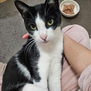 一人っ子希望 黒白ハチワレの『おはぎ』ちゃん♀