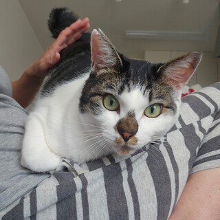 おしりトントン大好き キジ白『くぅちゃん』♂