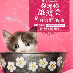 とだニャン保護猫譲渡会