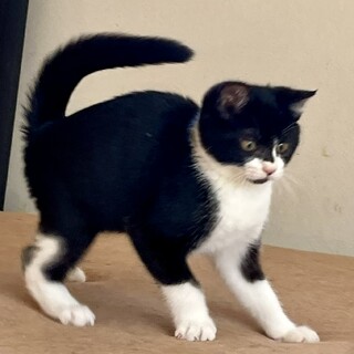 小熊ちゃんみたい天真爛漫なオス二カ月半