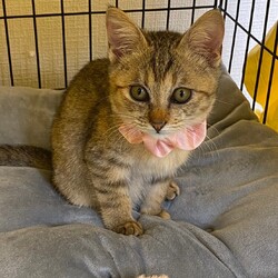 にゃんクルー保護猫さん譲渡会