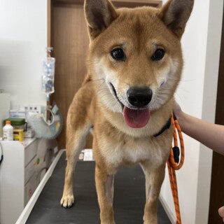 超イケメン⭐︎瑛太くん⭐︎１歳、柴犬　レッド⭐︎