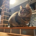 至急　里親さんを探してます！