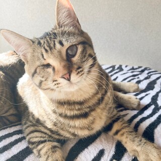 抱っこ大好き❤️家族待ちのモネ