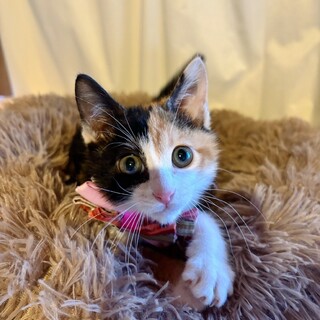 とってもキュート♡おんぷちゃん