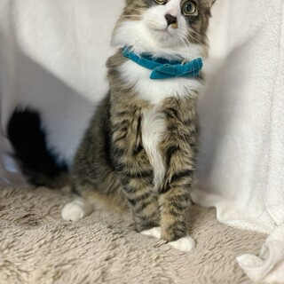 ふわふわゴージャス兄妹♡ぽんくん