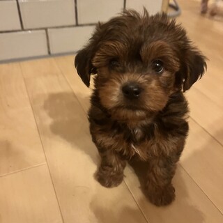 つぶらなお目目が可愛い「モンくん」