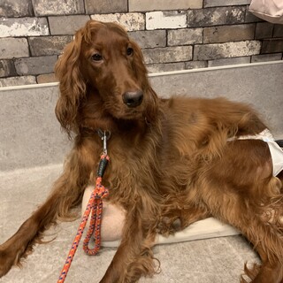 甘えん坊なアイリッシュセター♡ジゼルちゃん