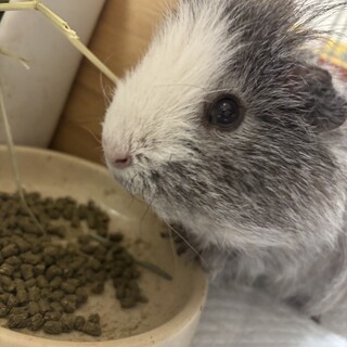 白とグレーのメリノモルモット