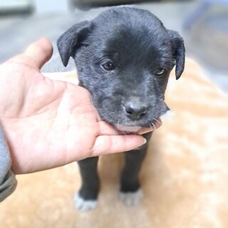 2ヶ月仔犬くん　恵比寿くん
