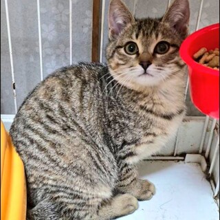 3ヶ月の女の子家族募集です☆