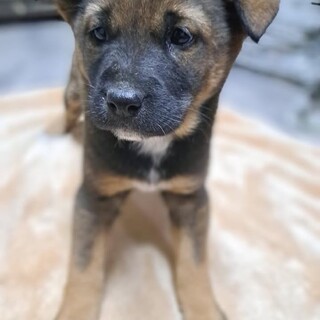 2ヶ月仔犬ちゃん女のコ　弁天ちゃん