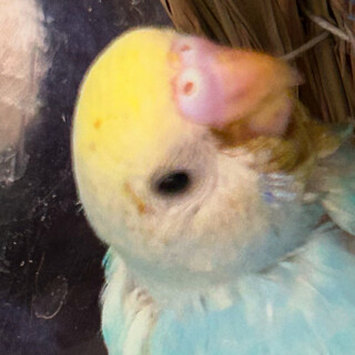 決まりました！セキセイインコ