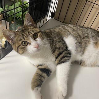 可愛すぎるキジシロ　綱吉くん♡