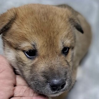 1ヶ月仔犬くん　さんちくん