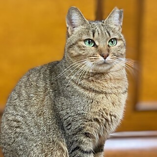 優しい麦わら猫の女の子　ピッピ