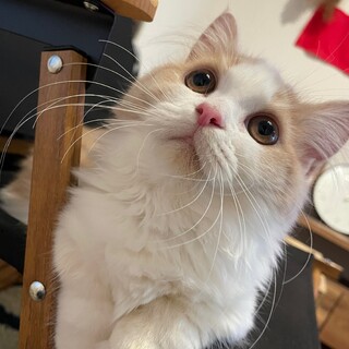 ミヌエットの女の子