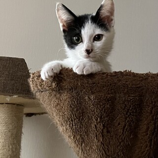 元気いっぱい！白黒かぎしっぽの男の子