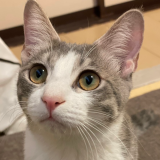 12/14譲渡会!サツキちゃん7ヵ月