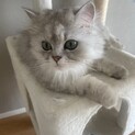 ペルシャの女の子