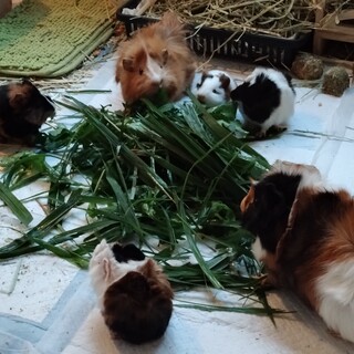 アビシニアンモルモット　２匹